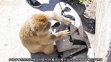 游客的行李袋让猴子拿走了，猴子还真的把拉链拉开，拿出面包