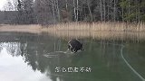 野猪逃跑冲上街头，一群老爷们合力抓猪，场面陷入一片混乱