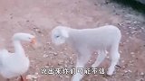 爆笑：相亲对象这一笑，是初恋的感觉