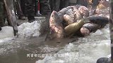 大型渔船捕鱼，渔网突然拉不动，下水一看都不敢动了