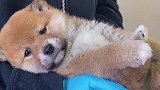 为啥这么多人喜欢柴犬呢
