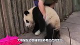 我打人从不管它是几级保护动物，反正都没有我高级，挨揍就完事了