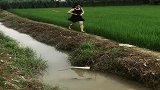 农村小媳妇在水沟抓到一条大货，真是见鬼了，这是从哪里来的！