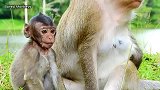 可怜的小猴子饿了，妈妈还不給奶迟