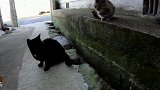 狸花猫得到一条鱼准备开吃，却引来一群猫窥视，狸花猫霸气尽显