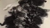 猫：带这么多熊孩子真不省心呀！