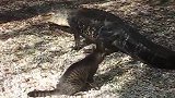 大型撸猫现场，小浣熊撸猫，猫咪毫无放抗之力！