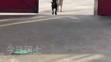 俩小狗门口找同伴玩，被告知不在家后秒懂离开