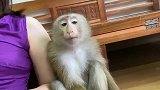 小猴子一脸惊恐，吓得躲到床里下，这是发生了什么事情呢？