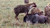 鬣狗活吃猎物