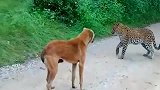 草丛里跳出来一只美国猎豹，把流浪狗吓的哇哇叫，真是怂到家了