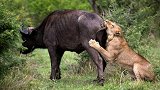 草原上最悲催的狮子，竟被牛屁股夹到窒息而死，狮子：谁有我惨