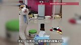 智力不详，察言观色能力极强！博主训练小猫咪分辨物品涨粉26万