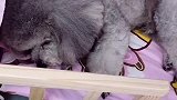 不放大招不行了，都跟我生好几天气了