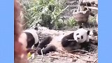 悠闲的国宝还有这么逗比的一面