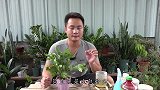 8月蟹爪兰瘦到皮包骨，提前给它“搓一顿”，9月就开花