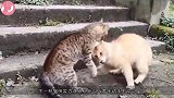 谁也不想先动手，猫咪打架到底有多狠？主人不拉架还叫好！