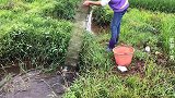 小妹去田间地头收鱼笼，捕到了各种各样的鱼，开心的不知所措