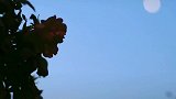 李子柒在蒸米里掺入玫瑰花瓣，倒入酒曲水用坛子酿制玫瑰米酒