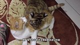 和小老虎一起长大的猫咪，走起路来六情不认，活出一副大佬模样!