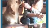 金毛看见小姐姐吃油条，接下来它的反应，真是太搞笑了