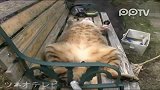 日本嗜睡猫咪搞笑睡姿优雅尽失