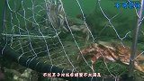 章鱼为了捕食钻进铁笼子，意识到中计后，它的反应让人吃惊