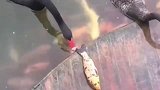 鲤鱼不小心跳出水面,还好天鹅救了它