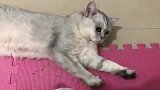 猫咪：喊我干啥喊了又不给小鱼干