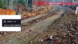 罕见！中国首次拍到野生东北虎“一虎带五崽”，网友：真霸气晒娃