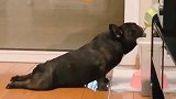 懒到极致的法国斗牛犬，这姿势真是没谁了！