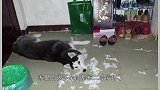 男主上班忘记把二哈关进笼子，下班回家后，男主当时就气坏了