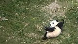 熊猫宝宝真是撒娇打滚一把手无人能及，饲养员们赶紧跑来哄它