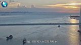 海南一海岛发现大量野牛，来历成谜团，专家从牛粪中找到了答案