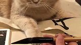猫咪喜欢吃奇怪的东西，感觉肚子里缺点墨水，别耽误猫咪考清华