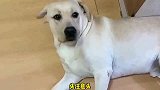 老四为了混口饭吃，表演“装死”，最后竟然进入梦乡