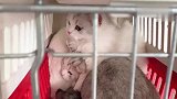 奶猫被主人骗到医院打疫苗，猫哥哥吓成鸵鸟，直往猫妹妹怀里钻