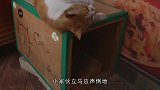主人拿起玩具水枪喊不许动，水獭马上投降，简直太萌了
