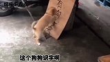 网友看来这个狗狗识字啊