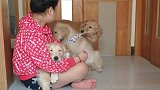 看见女主人抱着小金毛，金毛和自己的孩子争宠：放开它们让我来