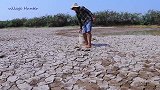 干裂的泥塘，男子挖开泥土，全是鱼