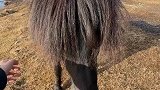 小马的鬃毛太长挡视线，小姐姐贴心为其做了一个新发型