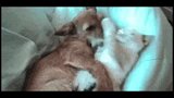 605 哎呦妈呀，这大叔太猛了。。