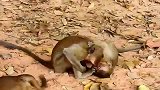 小公猴相遇，打斗很激烈