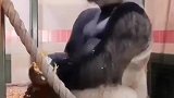 你笑话它没自由，他笑话你压力大