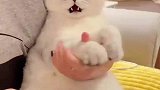 给猫剪指甲很简单吧，前世做马的记忆恢复了