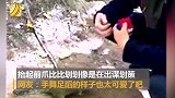可爱！男孩公园里玩魔方小松鼠一脸好奇凑上来看手舞足蹈出谋划策