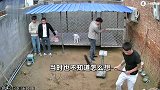 两只杜高犬突然打斗，仨大男人被吓到纷纷钻笼子，狗主人：本能反应