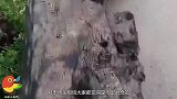 河南老人建房挖到一块木头，散发着香气，专家：价值堪比黄金