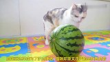 猫咪看护西瓜谁也不让动，谁动就用猫爪挠他，太精明了